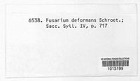Fusarium deformans image